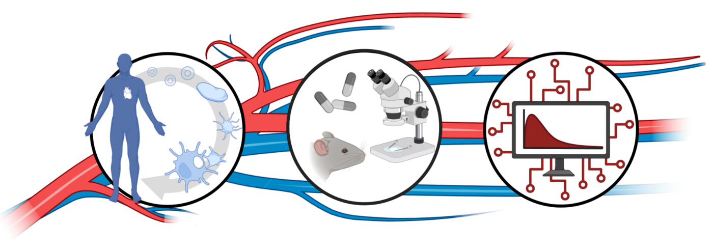 Illustration of cardiovascular systems biology: stylized blood vessels connect a human body with representations of immune cells, laboratory research and computer-based data analysis.