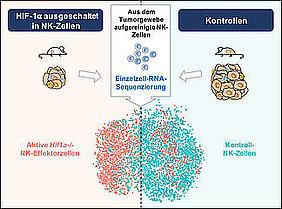 HIF-1α bremst Natürliche Killerzellen aus