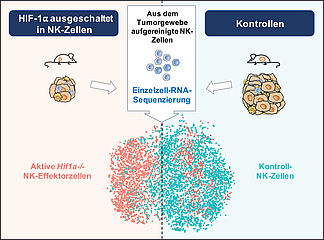 HIF-1α bremst Natürliche Killerzellen aus