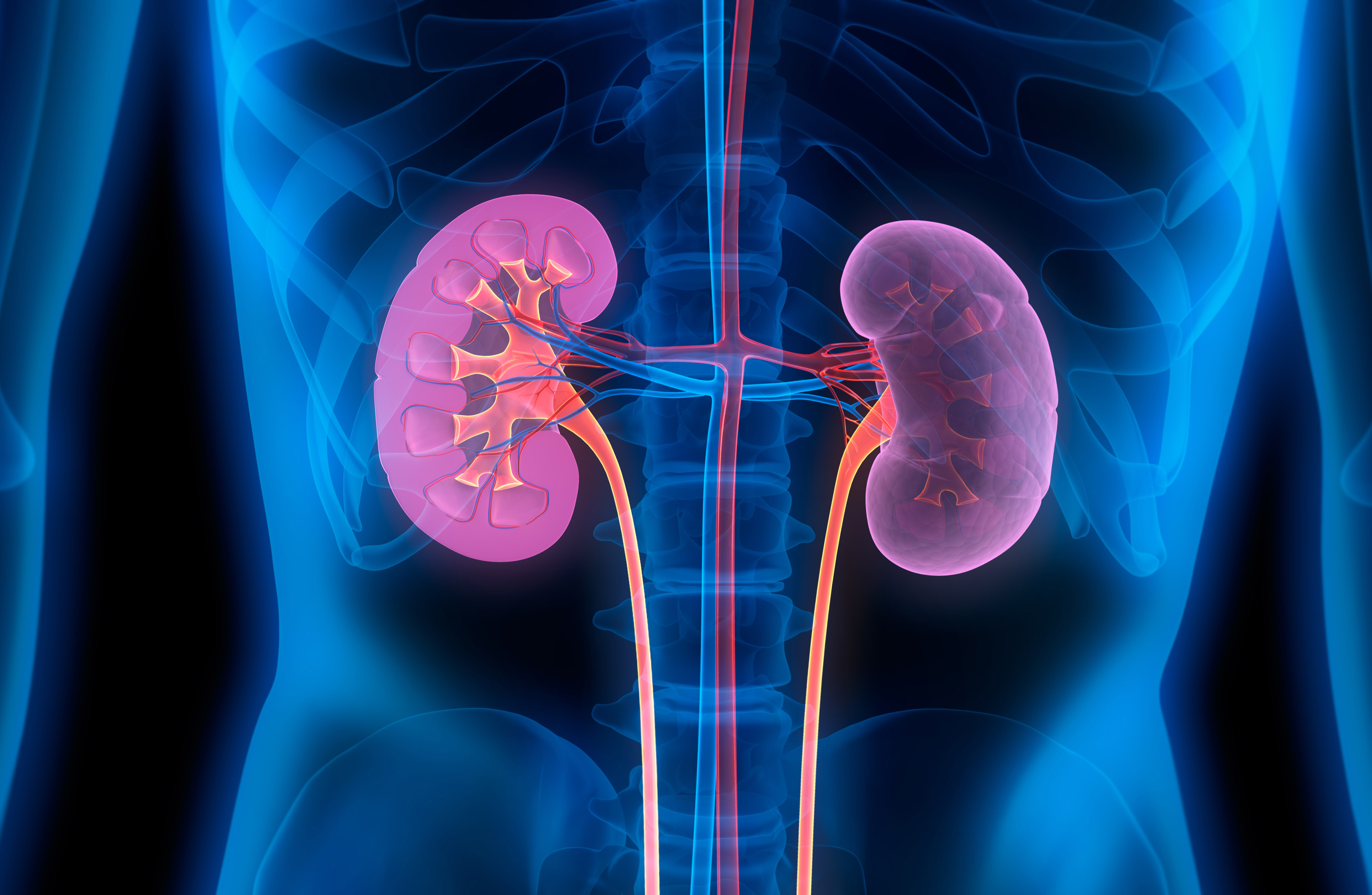 Das Foto zeigt eine medizinische Illustration menschlicher Nieren