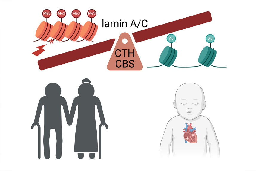 Hier ist eine Grafik zu sehen mit einer Waage, an der Lamina A/C den Ausschlag gibt, ob der zelluläre Stoffwechsel im Gleichgewicht ist oder nicht. Dies entscheidet über entweder Gesundheit, symbolisiert mit einem Säugling mit einem gesunden Herzen, oder Alterung, symboliert mit einem greisen Paar. 